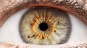 eye